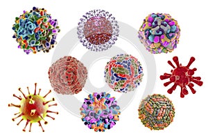 Viruses of different shapes