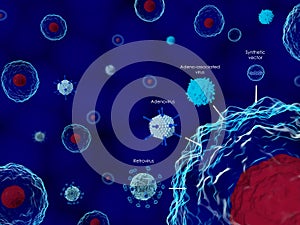 Viruses in gene therapy