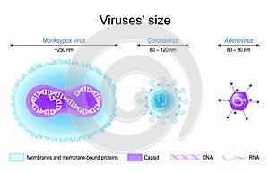 Viruses` size. monkeypox, coronavirus, and adenovirus photo