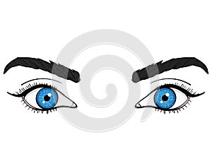 Visa, anatomy of the face. The eyes are female blue. Vector