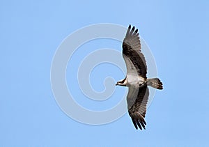 Visarend, Osprey, Pandion heliaetus