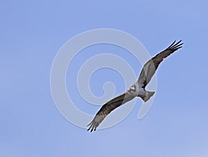 Visarend, Osprey, Pandion heliaetus