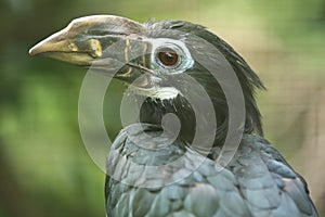 Visayan hornbill