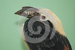 Visayan hornbill