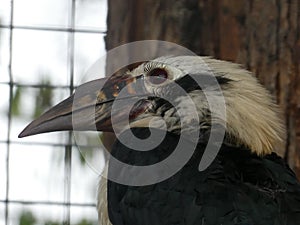 Visayan hornbill looking out at the day