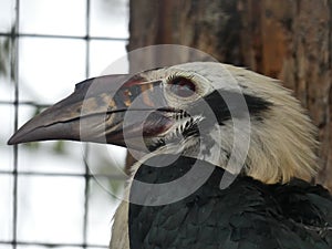 Visayan hornbill looking out at the day