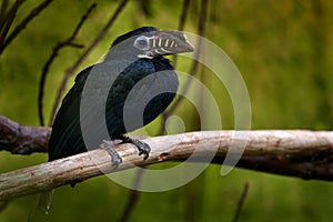 Visayan hornbill, Penelopides panini, hornbill found in rainforests on the islands of Panay, Negros, Masbate, and Guimaras -