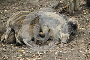 Visayan pig