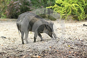 Visayan pig