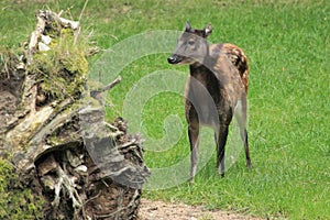 Visayan spotted deer