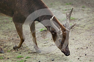 Visayan spotted deer Cervus alfredi.