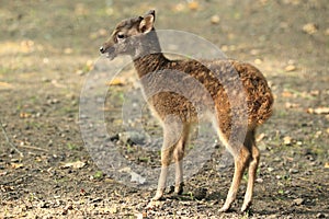 Visayan spotted deer