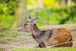 Visayan spotted deer Rusa alfredi