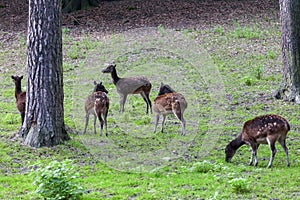 The Visayan spotted deer (Rusa alfredi)