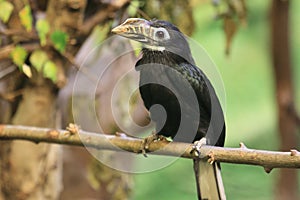 Visayan tarictic hornbill