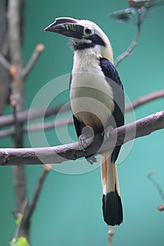 Visayan tarictic hornbill