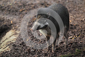 Visayan warty pig photo