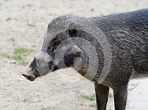 Visayan warty pig