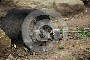 Visayan Warty Pig