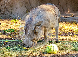 Visayan Warty Pig