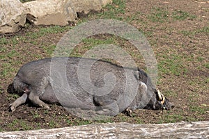 Visayan Warty Pig Boar Sleeping