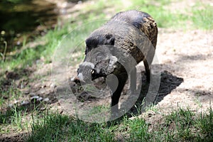 Visayan Warty Pig close up