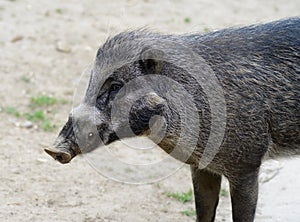 Visayan warty pig photo