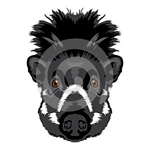 Visayan warty pig face vector illustration