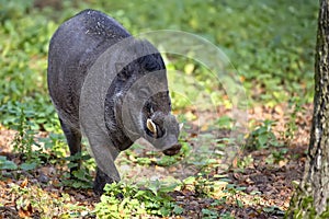 Visayan Warty Pig in the forest