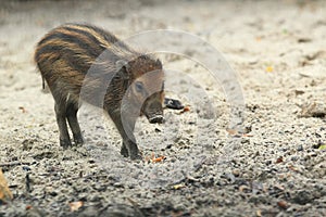 Visayan warty pig juvenile