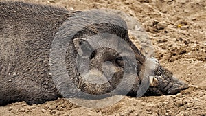Visayan warty pig lies, gains strength and rests.