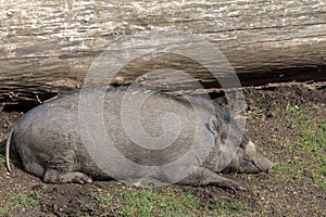 Visayan Warty Pig Sow Sleeping