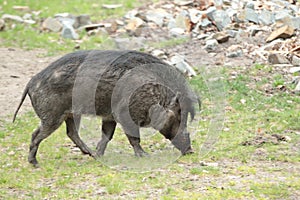 Visayan warty pig