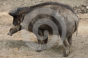 Visayan warty pig Sus cebifrons