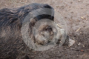 Visayan warty pig (Sus cebifrons).