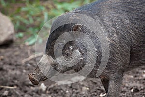 Visayan warty pig (Sus cebifrons).