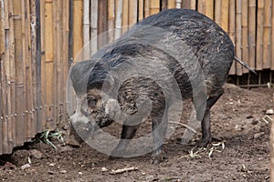 Visayan warty pig (Sus cebifrons).