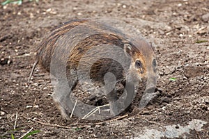 Visayan warty pig (Sus cebifrons).