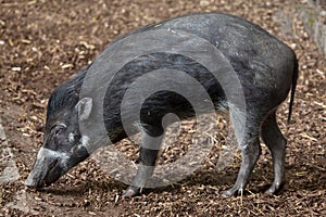 Visayan warty pig (Sus cebifrons).