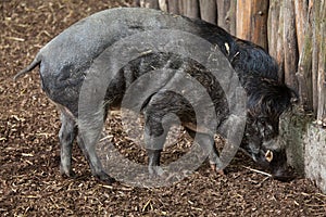 Visayan warty pig (Sus cebifrons).