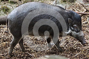 Visayan warty pig (Sus cebifrons).