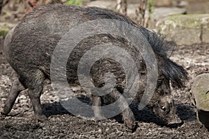 Visayan warty pig (Sus cebifrons).