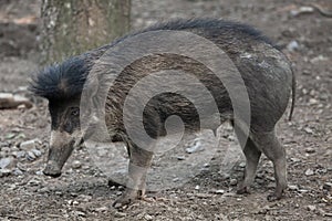 Visayan warty pig (Sus cebifrons).