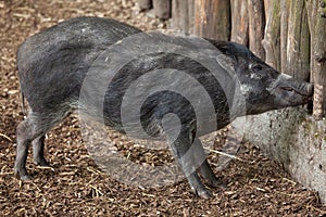 Visayan warty pig (Sus cebifrons).