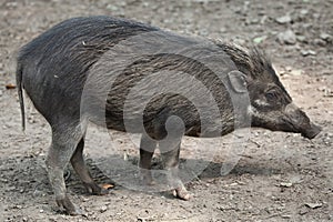 Visayan warty pig (Sus cebifrons).