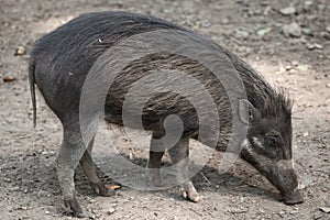 Visayan warty pig (Sus cebifrons).