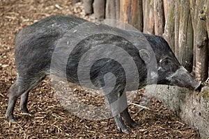 Visayan warty pig (Sus cebifrons).