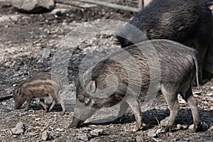 Visayan warty pig (Sus cebifrons).