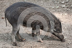 Visayan warty pig (Sus cebifrons).