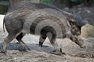 Visayan warty pig (Sus cebifrons).